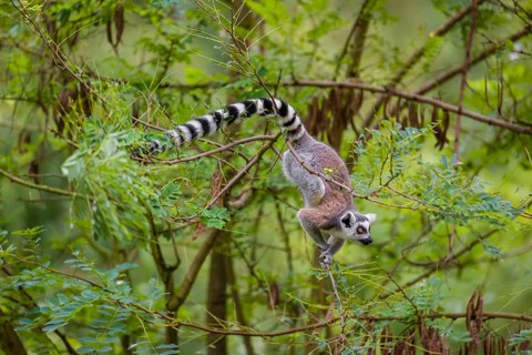 A ring-tailed lemur (Lemur catta) stands high up on a branch of tree with fresh green leafs