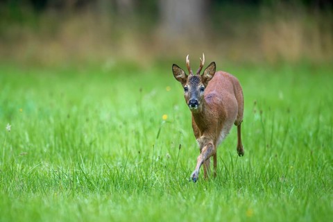 Fleeing European roe deer (Capreolus capreolus) buck, male running through grassland at forest edge