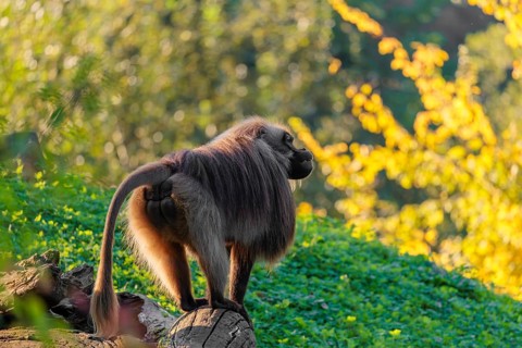 An adult male gelada (Theropithecus gelada), or bloodheart monkey, stands in beautiful light on a