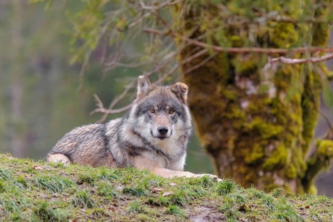 An adult male grey wolf (Canis lupus lupus) rests in a meadow next to a moss coveres tree on a hill