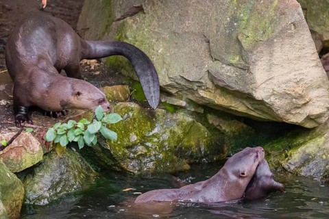 An adult giant otter or giant river otter (Pteronura brasiliensis) swims in a small river carrying