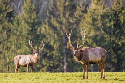 Two Altai maral stags, Altai wapiti or Altai elk (Cervus canadensis sibiricus) stand in a meadow in