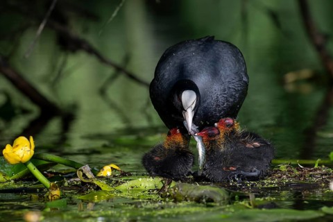 Great Crested Grebe (Podiceps cristatus), Nettetal, Germany, Europe
