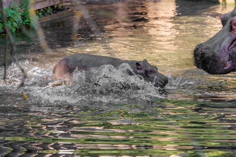 A baby hippopotamus (Hippopotamus amphibius) and its mother swimming in a river