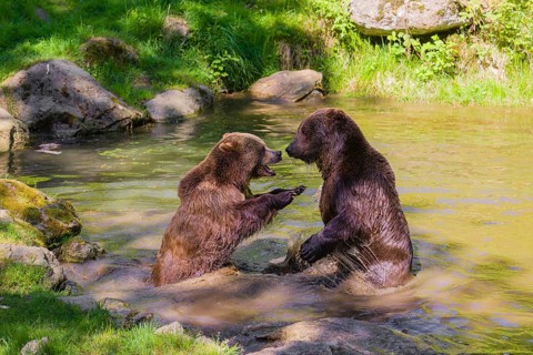 A Eurasian brown bear (Ursus arctos arctos) sow fighting with a big male in a pond