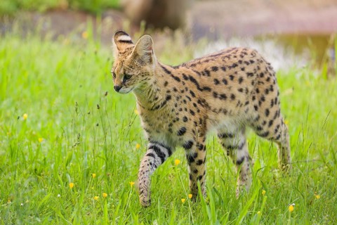 An adult serval, Leptailurus serval, runs across a green meadow