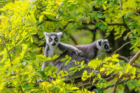 Two ring-tailed lemurs (Lemur catta) sit high up in a tree on a branch between fresh green leaves