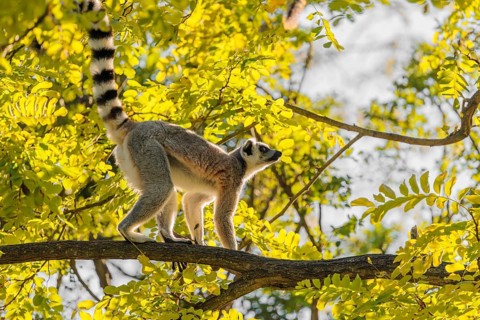 A ring-tailed lemur (Lemur catta) climbs high up in a tree on a branch surrounded by fresh green