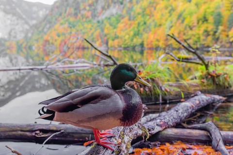 A male mallard, Anas platyrhynchos, stands on driftwood on the shore of Lake Toplitz, Austria,