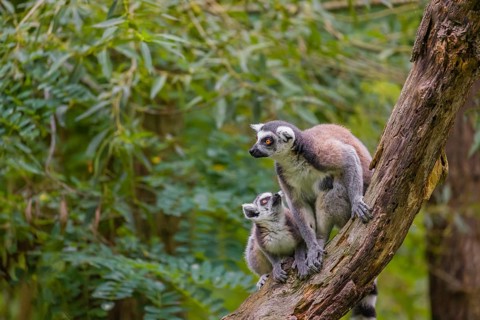 Two ring-tailed lemurs (Lemur catta) sit high up on a branch of tree