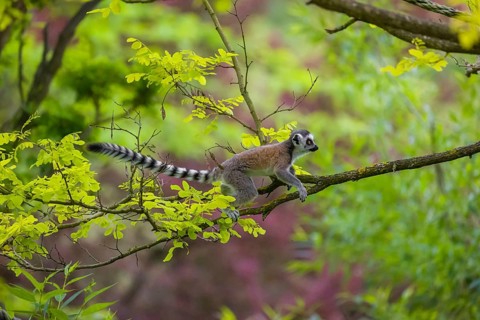 A young ring-tailed lemur (Lemur catta) climbs in a tree with fresh green leaves