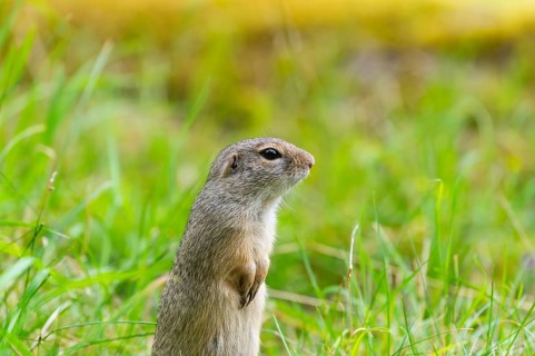 European ground squirrel (Spermophilus citellus) on a meadwo, Bavaria, Germany, Europe