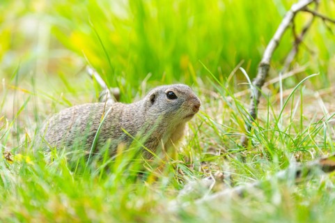 European ground squirrel (Spermophilus citellus) on a meadwo, Bavaria, Germany, Europe