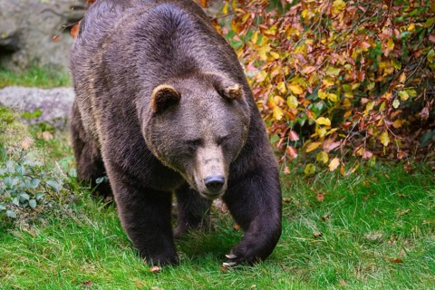 Brown bear (Ursus arctos) running across a meadow, captive, Neuschönau enclosure, Bavarian Forest