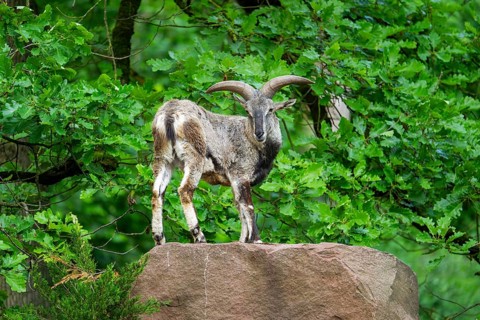 Bharal (Pseudois nayaur), standing on a rock, Bavaria, Germany, Europe