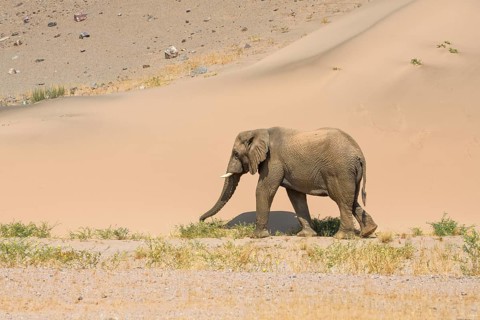 Desert elephant (Loxodonta africana) in front of a dune in the Huab dry river, Damaraland, Kunene