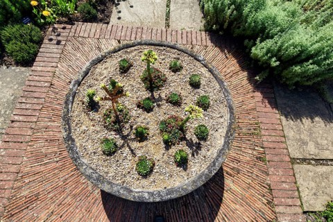 Rockery with Echeveria, view from above, rock garden, cottage garden, herb garden, Sissinghurst
