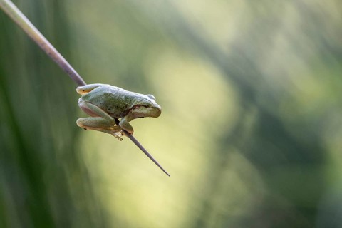 Tree frog (Hyla arborea), Lower Saxony, Germany, Europe