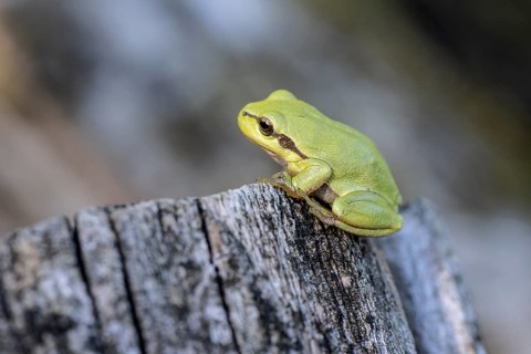 Tree frog (Hyla arborea), Lower Saxony, Germany, Europe