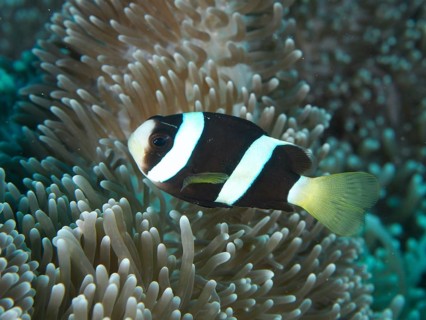 A black and white Clark's anemonefish (Amphiprion clarkii) melanistic, swimming close to a sea