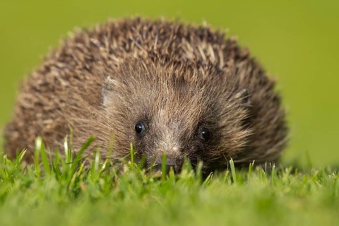 European hedgehog (Erinaceus europaeus) adult animal on a garden grass lawn, England, United