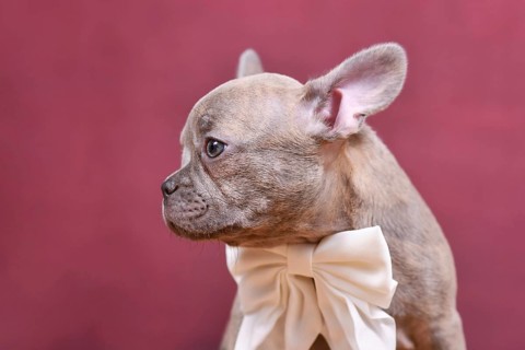 Young lilac Brindle French Bulldog dog puppy with long healthy nose in front of studio background