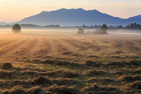 Morning atmosphere, fog, backlight, mountains, mown meadow, hay, summer, Loisach-Lake Kochel moor,