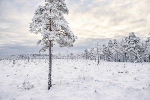 Snowy bog landscape with frosty pines trees on a cold winter in the north, Sweden, Europe