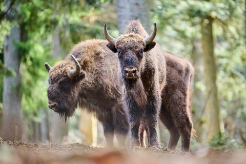 European bison (Bison bonasus) in a forest in spring, Bavarian Forest, Germany, Europe