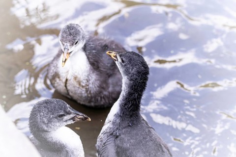 Eurasian Coot chicks (Fulica atra) three playing in the water, bird's eye view, close-up, top view,
