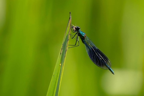 Banded demoiselle damselfly (Calopteryx splendens) adult male insect feeding on a small insect on a