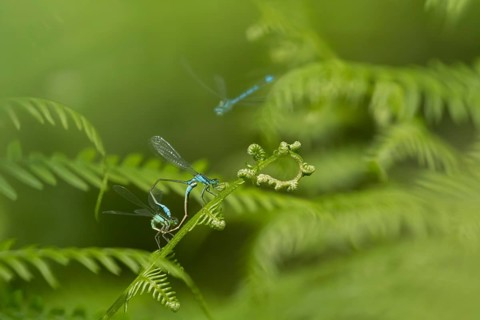 Blue tailed damselfly (Ischnura elegans) adult male and female insects mating on a Bracken plant