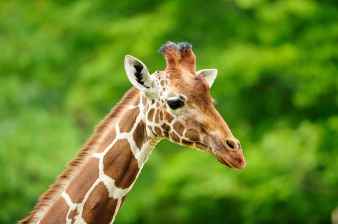 Head of a giraffe with distinctive fur pattern in front of a green, natural background, reticulated