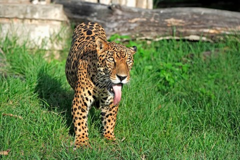 Jaguar (Panthera onca), adult, male, alert, sticks out tongue, Pantanal, Brazil, South America