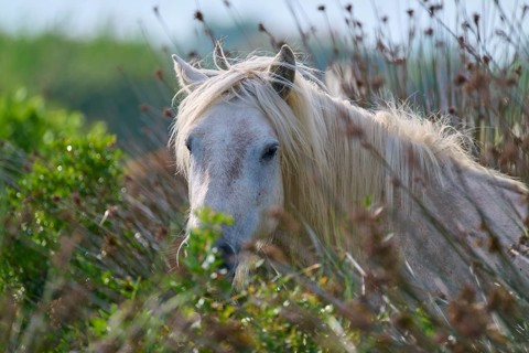 A white Camargue horse looks through tall grass in a peaceful natural landscape, Camargue, France,