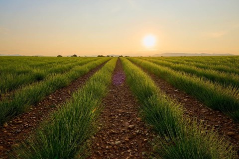 A wide lavender field (Lavandula), at sunrise, mountains in the background, summer, Valensole,