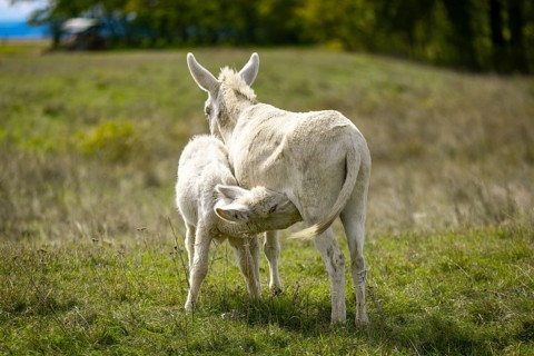 White donkeys, baroque donkeys, a foal drinking with its mother in a meadow, Lake Neusiedl National