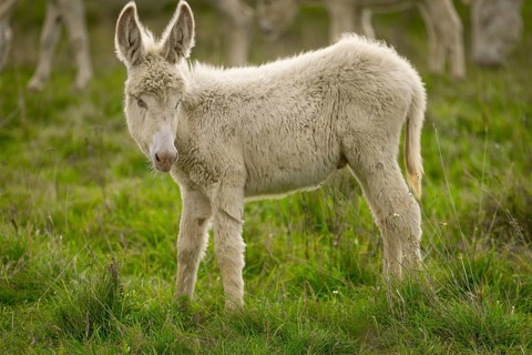 White donkey, baroque donkey, young donkey standing on a green meadow and looking gently to the