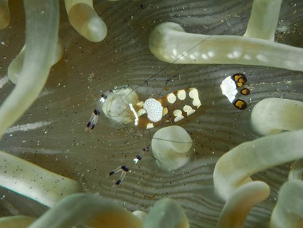 Transparent peacock anemone shrimp (Ancylocaris brevicarpalis) hiding between the tentacles of a