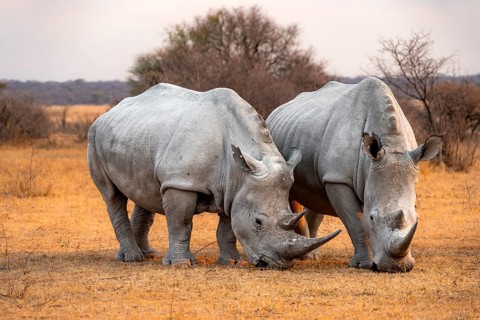 Southern white rhinoceros (Ceratotherium simum simum), two rhinos in the evening light, Khama Rhino