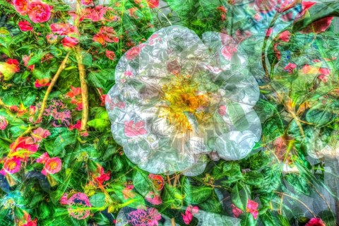 Creative photo, dog rose (Rosa canina), flower alienated, leaves, plants, creative, colourful, all