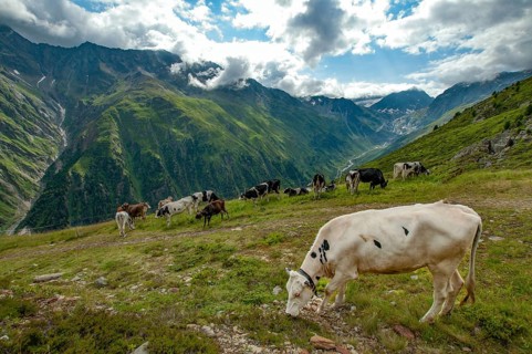 Young cattle on an alpine meadow in the Pitztal, in the background the valley of the Pitzbach and