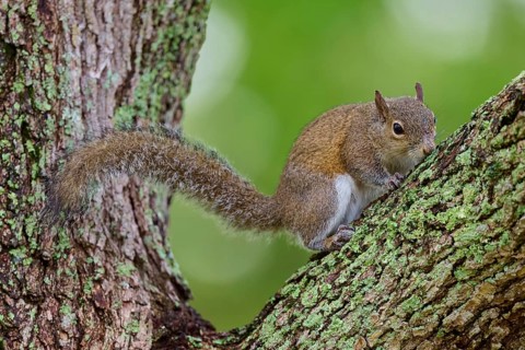 American grey squirrel (Sciurus carolinensis) sitting on a leafy branch on a tree, surrounded by