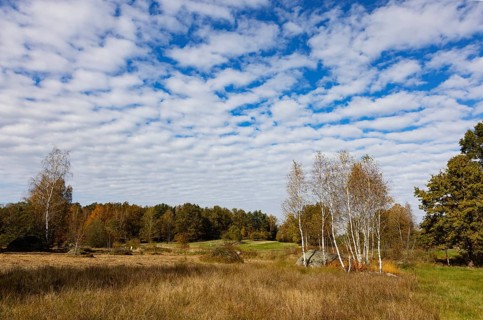 Lean meadow, altocumulus, cloudy sky with fleecy clouds and birch trees in the Blockheide nature