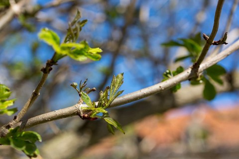 Freshly sprouted leaves of the Sambucus nigra (Sambucus nigra), Saxony, Germany, Europe