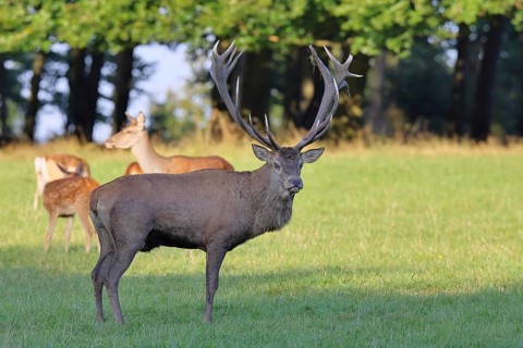 Red deer (Cervus elaphus) in mating season, capital stag with hinds in a forest clearing, wildlife,