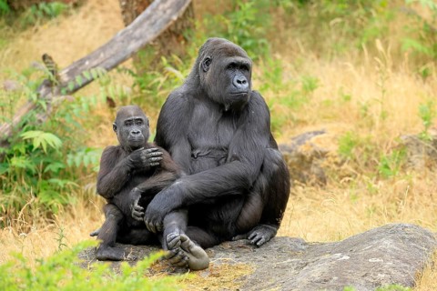 Western gorilla (Gorilla gorilla), adult, female, with young, sitting, on ground