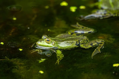 Edible frog (Pelophylax esculentus) in a little lake in the water, Bavaria, Germany, Europe