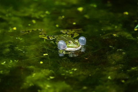 Edible frog (Pelophylax esculentus) in a little lake in the water, Bavaria, Germany, Europe