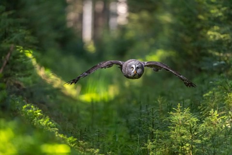 One great grey owl (Strix nebulosa) flying through a forest